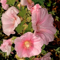 alcea rosea semillas