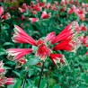 semillas de flor de papagayo o alstroemeria psittacina mona lisa