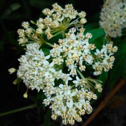 semillas de asclepias blancas