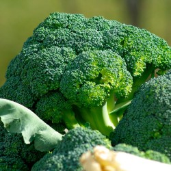 semillas de brocoli calabrese natalino