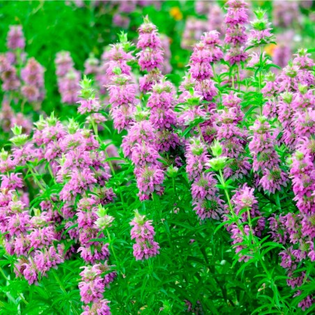 monarda citriodora semillas