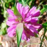 Monarda citriodora - 500 semillas