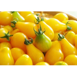 Tomate Cherry Pera Amarillo - Sobre 25 semillas