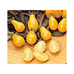 Tomate Cherry Pera Amarillo - Sobre 25 semillas