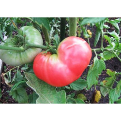 Tomate rosa Ponderosa - Sobre 25 semillas