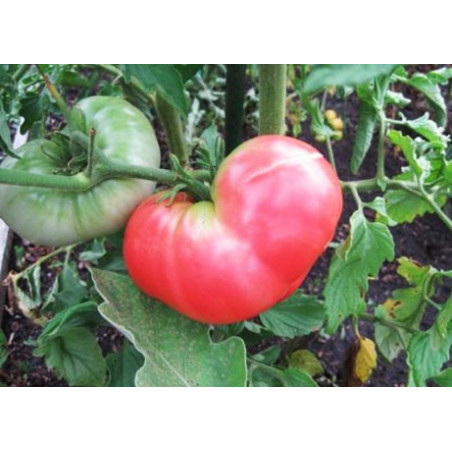 Tomate rosa Ponderosa - Sobre 25 semillas