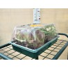 Mini invernadero 38,7×24,2×17,5cm – XS GREENHOUSE