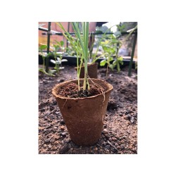 Macetas de cultivo redondas de fibra natural Ø6cm (6u)