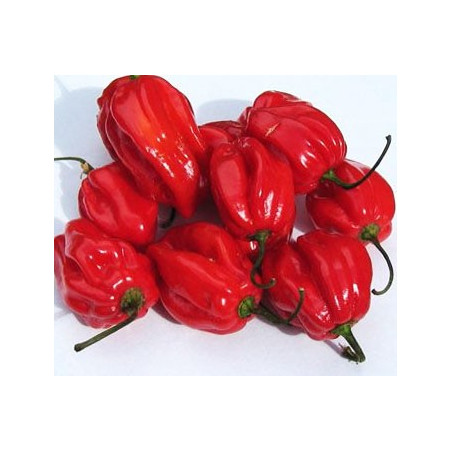 semillas pimiento habanero rojo