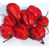 semillas pimiento habanero rojo