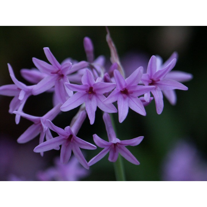 Planta de Tulbaghia violacea o Ajo silvestre, planta bulbosa en maceta
