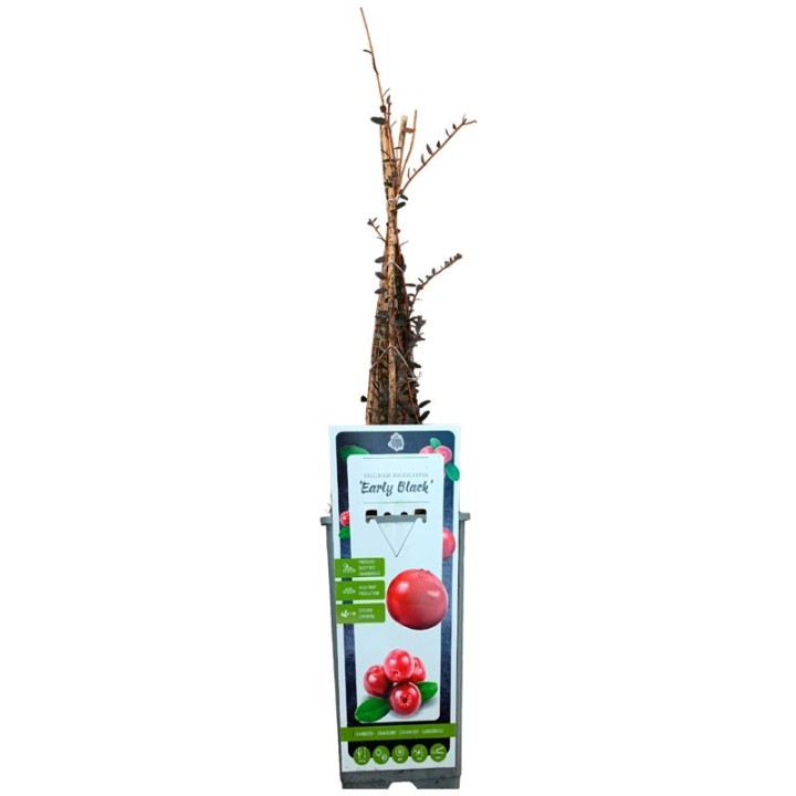 Arándano rojo Early Black - 1 planta | EntreSemillas