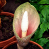 Amorphophallus bulbifer - Bulbo Nº1