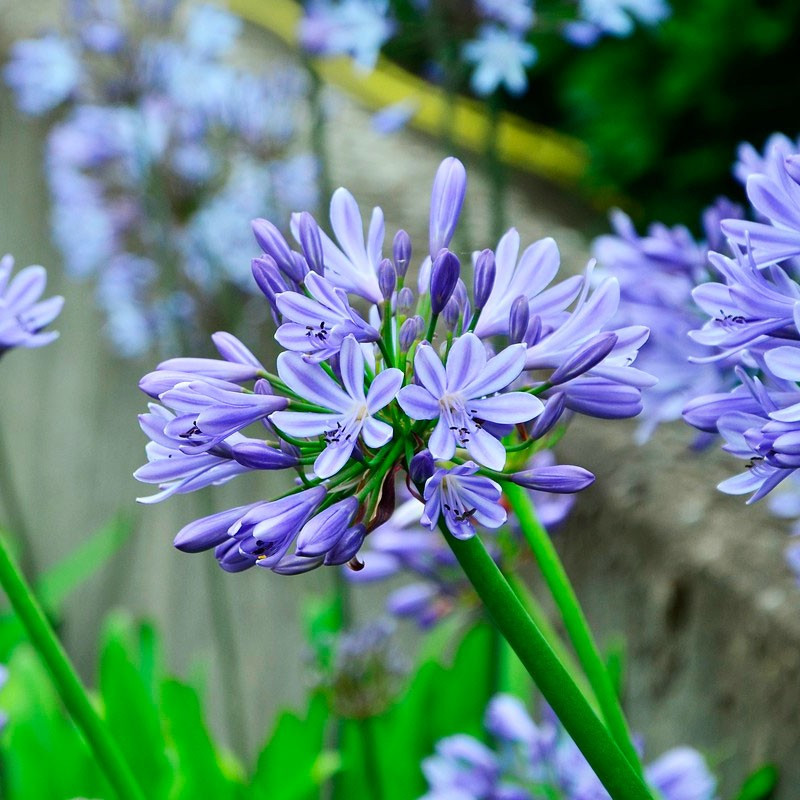 Agapanthus semillas