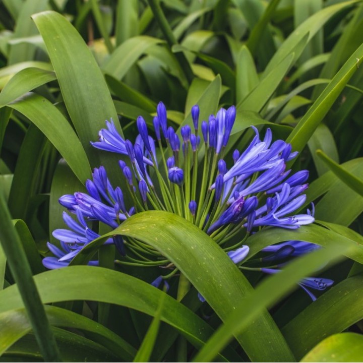 Plantas de Agapantos (Agapanthus africanus) Lirio de África Lirio del Nilo
