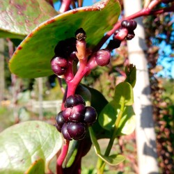 semillas de basella alba variedad rubra