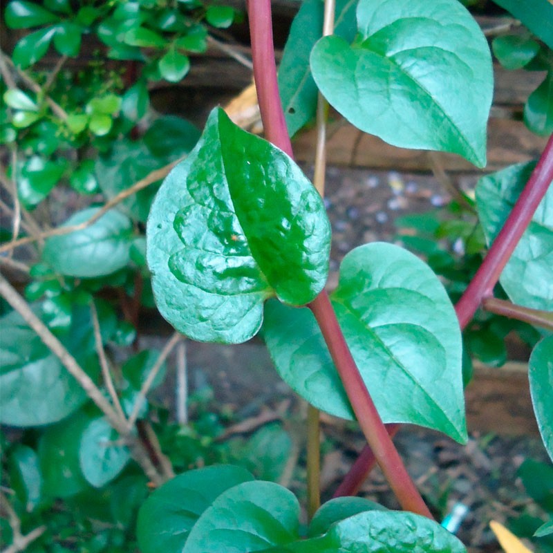 semillas de basella rubra