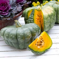 semillas de Calabaza Queensland blue