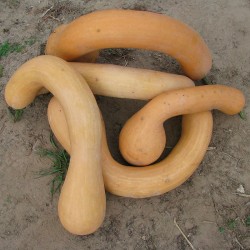 calabaza cucurbita moschata trombo albenga