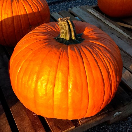 semillas de Calabaza Connecticut field