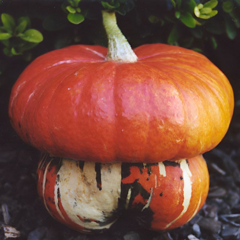 semillas de Calabaza Turbante turco Grande