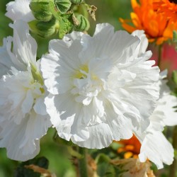 semillas de malva real blanca