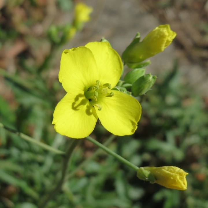Semillas de Rúcula silvestre Invernal (Diplotaxis tenuifolia)