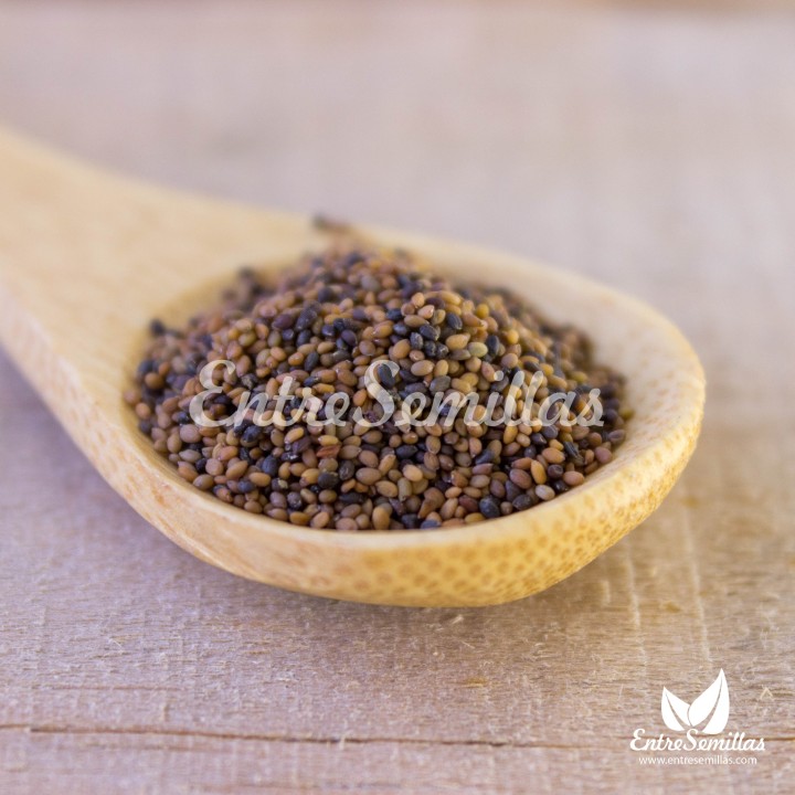 Semillas de Rúcula común hoja serrada (Eruca vesicaria) | EntreSemillas