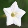 Ipomoea quamoclit White feather