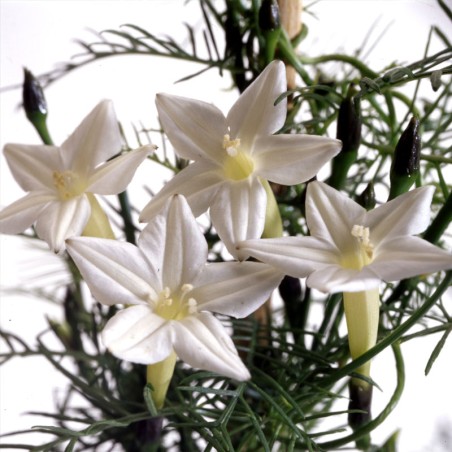 Ipomoea quamoclit blanca semillas