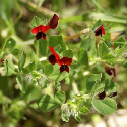 Tetragonolobus purpureus semillas