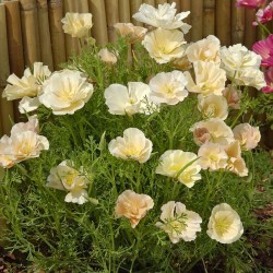 Amapola de California, Champán rosado - semillas