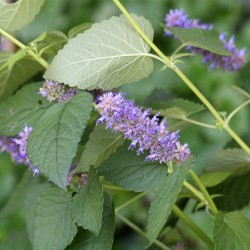 semillas de Agastache foeniculum