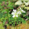 flor dionaea muscipula