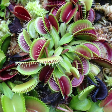 semillas de dionaea muscipula