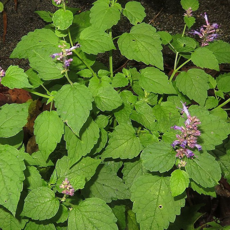 planta de agastache rugosa