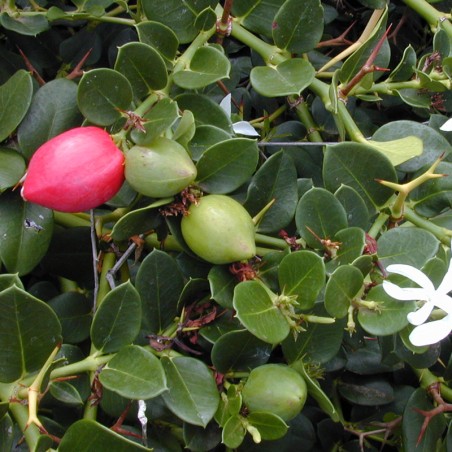 Ciruela de Natal - 1 planta