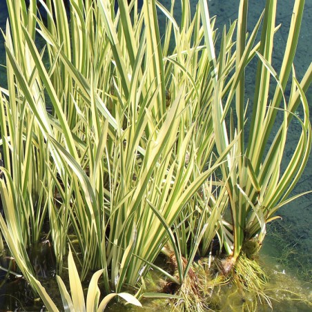 Acorus calamus Variegatus planta