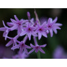 Tulbaghia violacea variegada - 1 planta