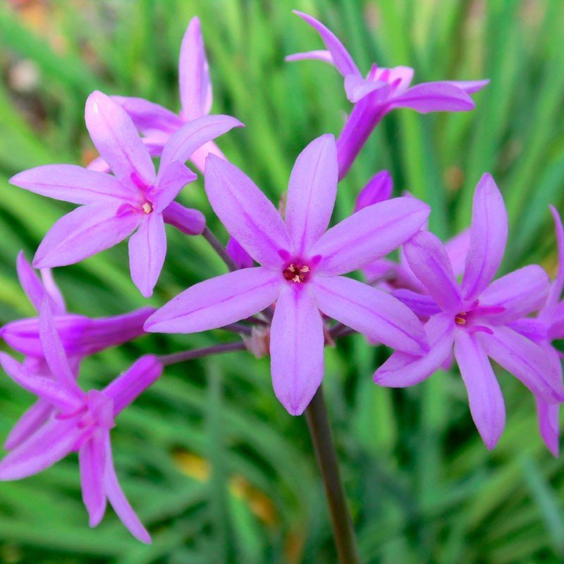 Tulbagia violacea variegata planta