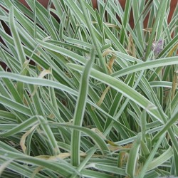 Tulbaghia violacea variegada - 1 planta