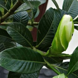 planta de gardenia jasminoides