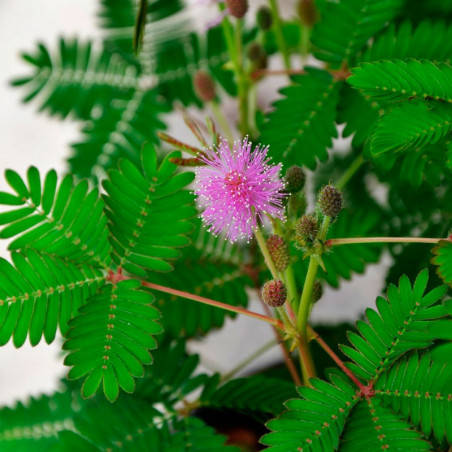 Mimosa pudica comprar semillas