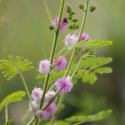 mimosa semillas sentive planta mimosa