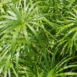 Cyperus papyrus planta