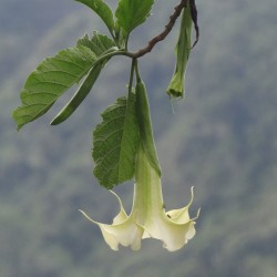 Brugmansia arborea - 1 planta