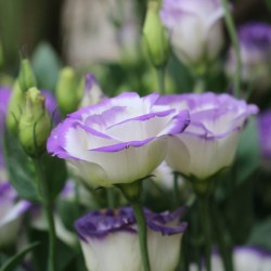 Lisianthus - 1 planta