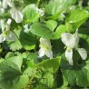 Viola odorata, Alba - 1 planta