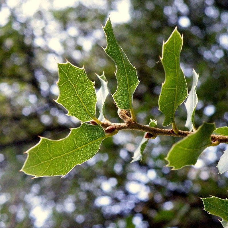 Quercus coccifera planta