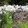 Verbena bonariensis - 1 planta